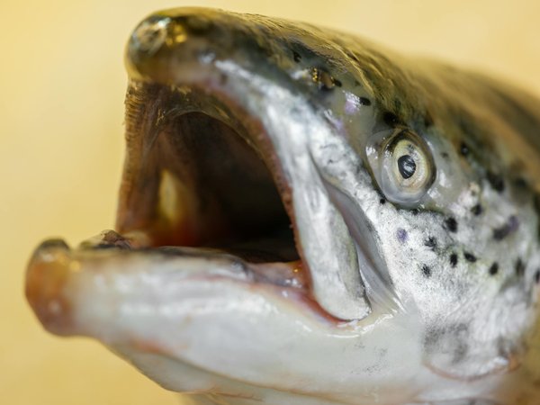 Les alternatives à l'acupuncture pour le bien-être